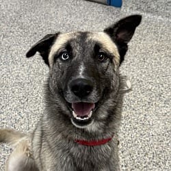 Photo of Ryker, adoptable Siberian Husky German Shepherd Dog in Golden, Colorado