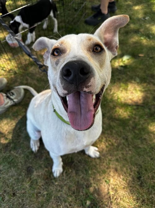 Photo of Meringue, adoptable American Pit Bull Terrier in Germantown, Ohio
