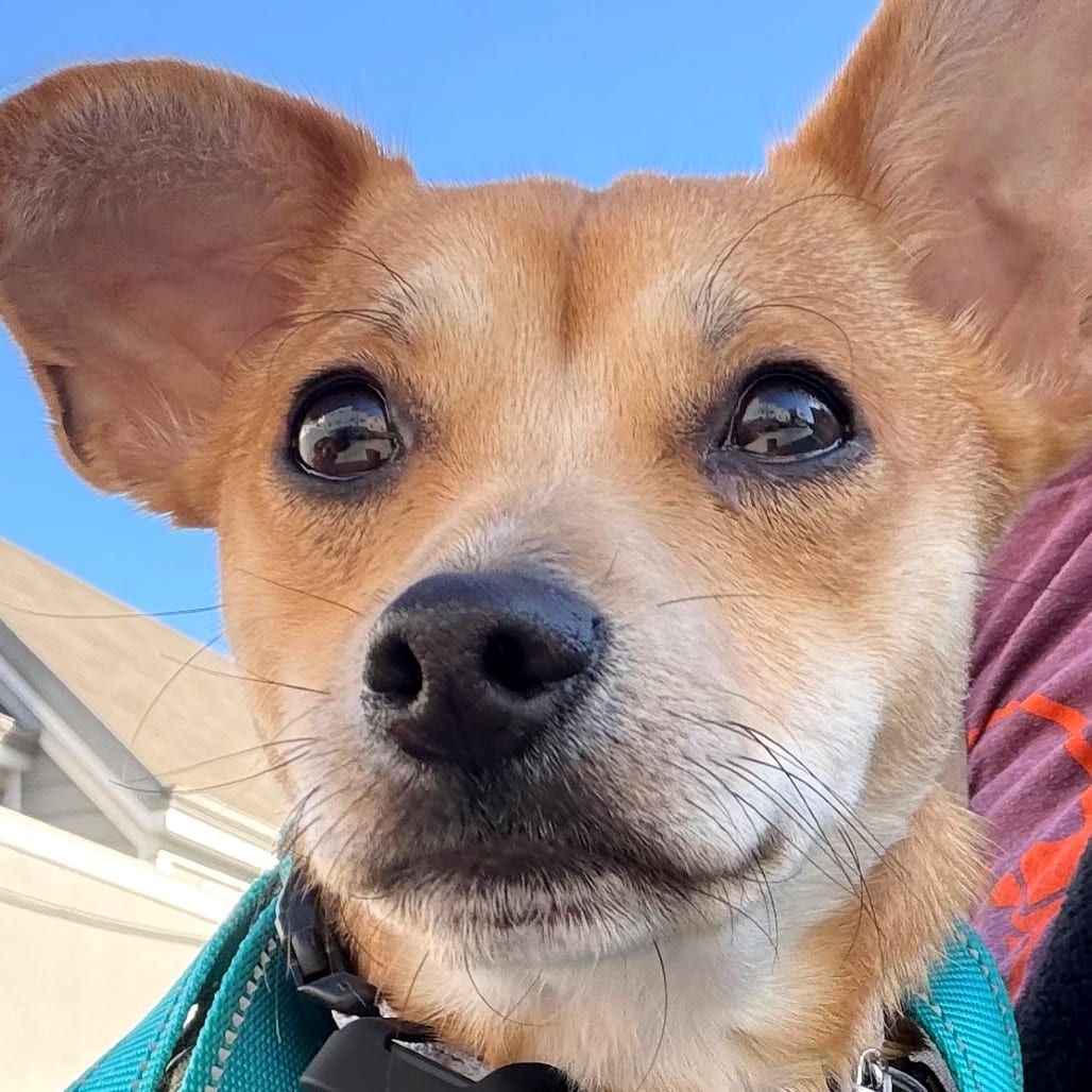 Photo of Alfonso, adoptable Chihuahua / Mixed Breed (Small) in San Francisco, California