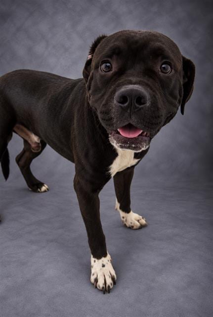 Photo of Hams, adoptable Bulldog in Winter Haven, Florida