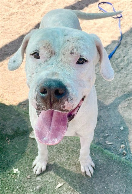 Photo of Bunny, adoptable Dogo Argentino in San Bernardino, California