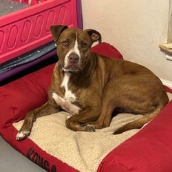 Photo of Chance JC, adoptable American Pit Bull Terrier Mixed Breed (Medium) in Hartford, Connecticut