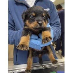 Photo of Rum, adoptable Doberman Pinscher in Jurupa Valley, California