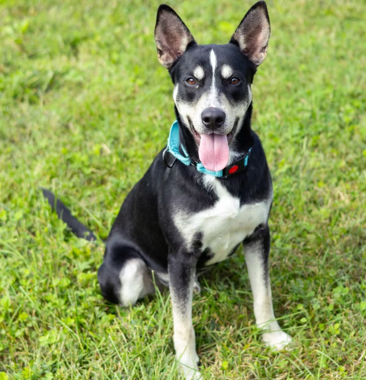 Photo of Prince William, adoptable Husky Mixed Breed (Medium) in Wilmington, Delaware