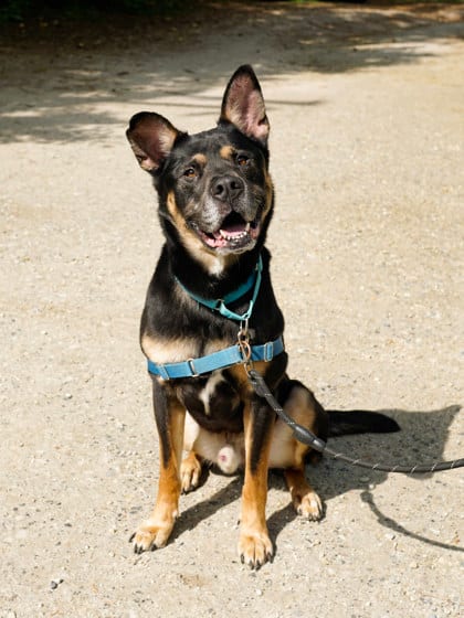 Photo of Milo Ryan, adoptable German Shepherd/Mix in Annapolis, Maryland