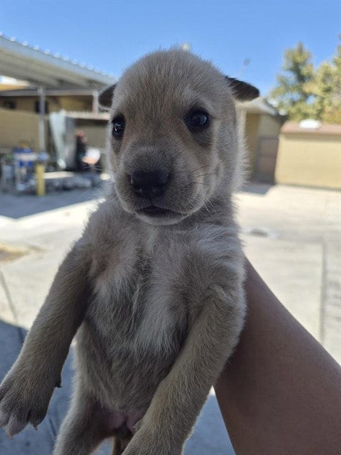 Photo of A170522, adoptable German Shepherd Dog in Bakersfield, California