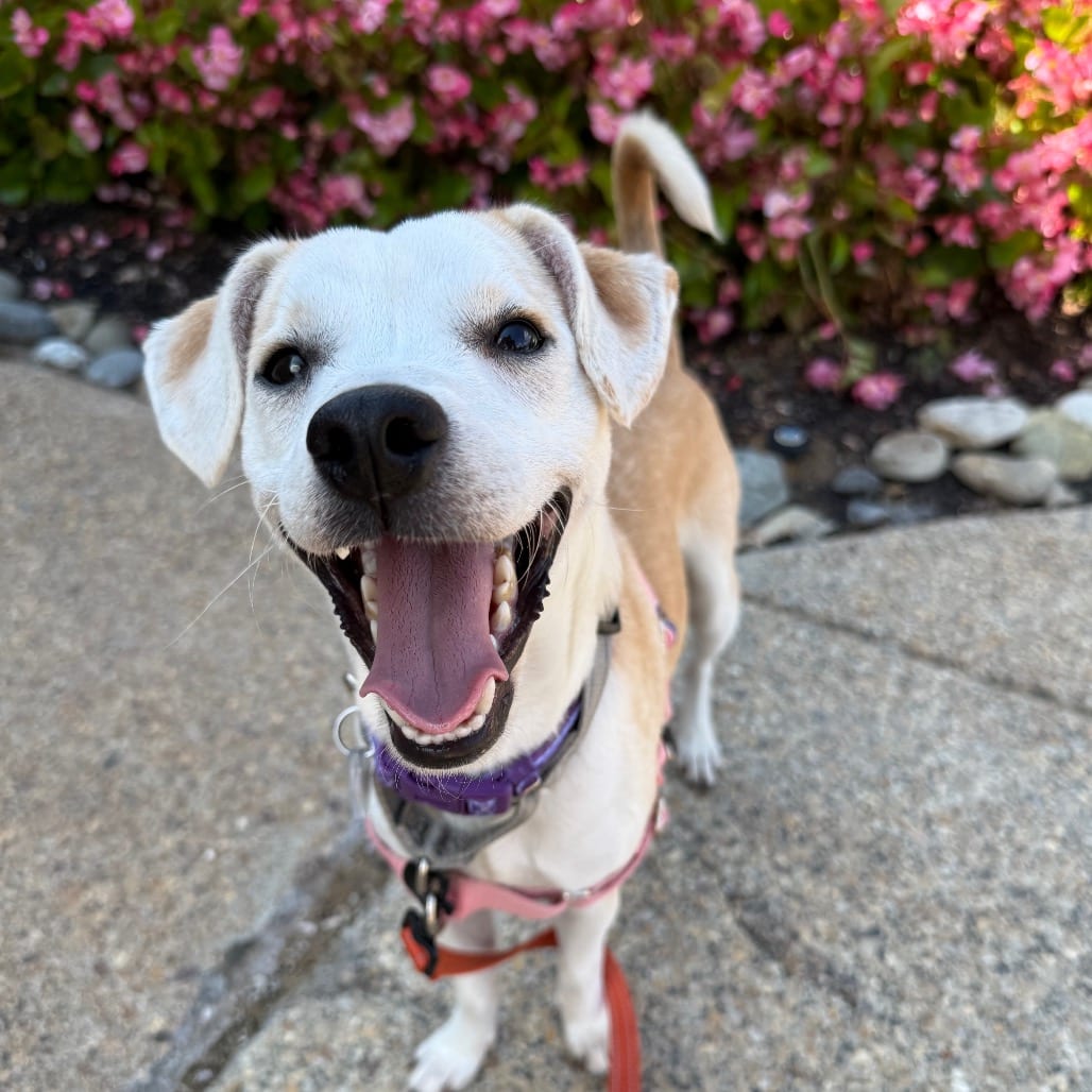 Photo of Ozzie, adoptable Terrier / Chihuahua in Fairfax Station, Virginia
