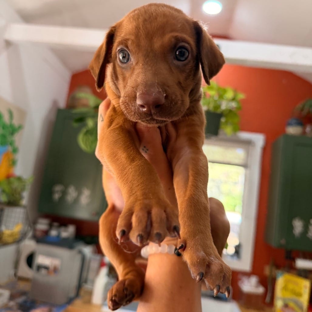 Photo of Juneau, adoptable Pinscher, Doberman / Mixed Breed (Medium) in Oceanside, California