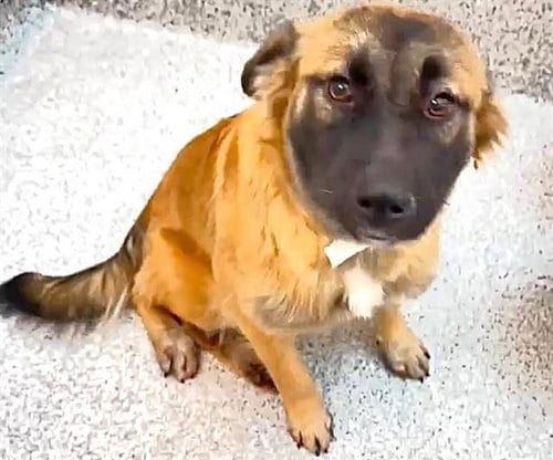 Photo of Harley, adoptable German Shepherd Dog in Houston, Texas