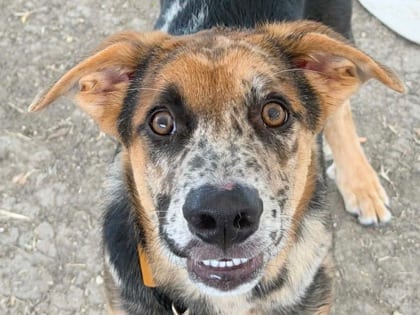 Photo of Bud, adoptable dog in Georgetown, Texas