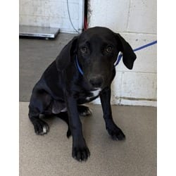 Photo of Baby, adoptable Labrador Retriever in San Bernardino, California