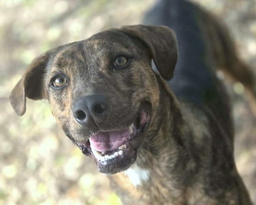 Photo of Jay, adoptable Mountain Cur in Anniston, Alabama