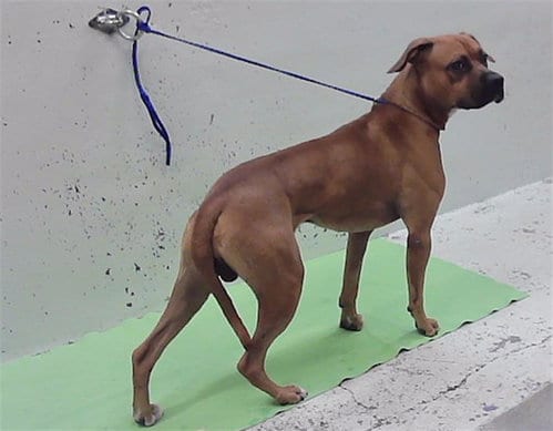Photo of A2095968, adoptable Boxer in Houston, Texas