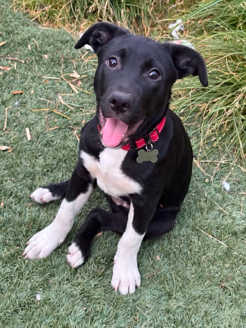 Photo of Socks, adoptable Labrador Retriever in Sunnyvale, California