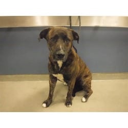 Photo of Cash, adoptable Terrier (Unknown Type, Medium) in Doral, Florida