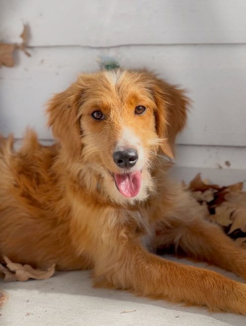 Photo of Cinnamon (Conroe), adoptable Labrador Retriever in Brewster, New York