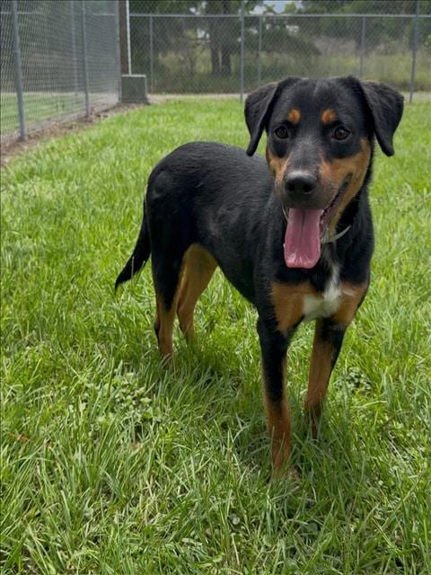 Photo of Pixel, adoptable Rottweiler in Conroe, Texas