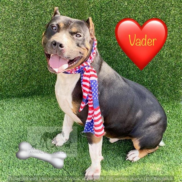 Photo of Vader, adoptable Staff Terrier A in Chicago Ridge, Illinois