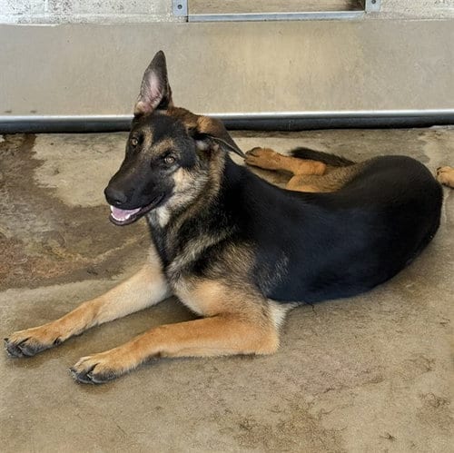 Photo of Star, adoptable German Shepherd Dog in San Bernardino, California