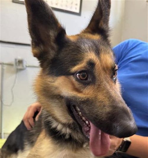 Photo of Freddy, adoptable German Shepherd Dog in Camarillo, California