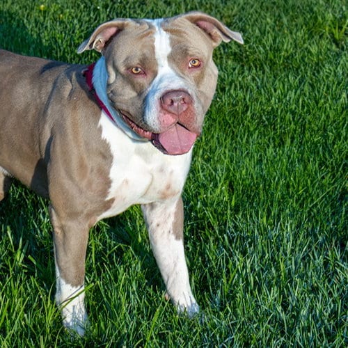 Photo of Gravy, adoptable Pit Bull Terrier in Maryland, Missouri