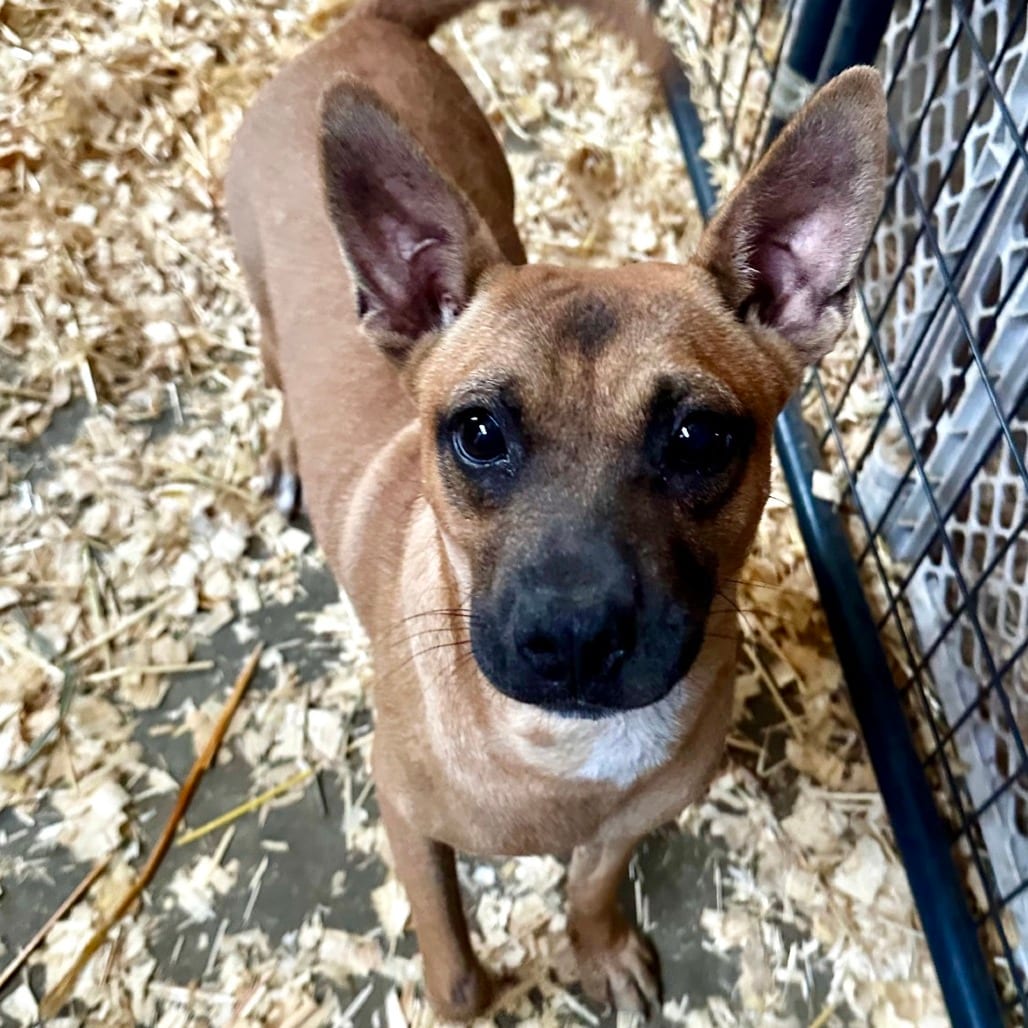 Photo of Cyndi, adoptable Mixed Breed (Medium) in Riverwoods, Illinois