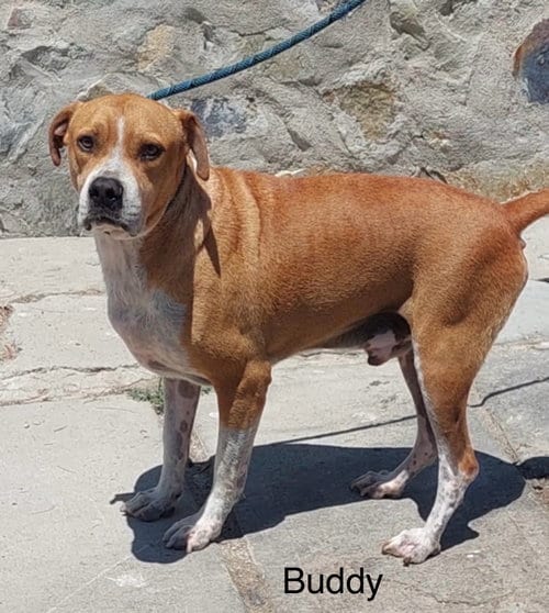Photo of Buddy, adoptable American Pit Bull Terrier in Fallbrook, California