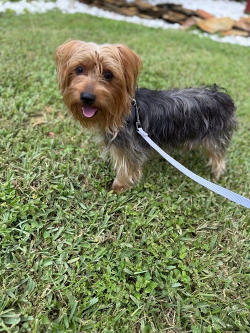 Photo of Bentley, adoptable Yorkshire Terrier Yorkie in Royal Palm Beach, Florida