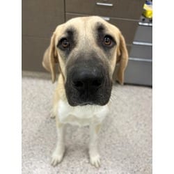 Photo of Honey, adoptable Anatolian Shepherd in Brighton, Colorado