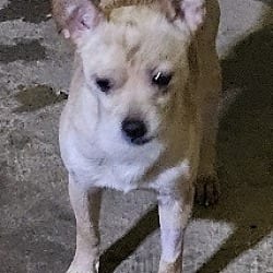 Photo of Oscar, adoptable Chihuahua in Gretna, Florida