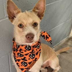 Photo of Arrow, adoptable Chihuahua in Santa Maria, California