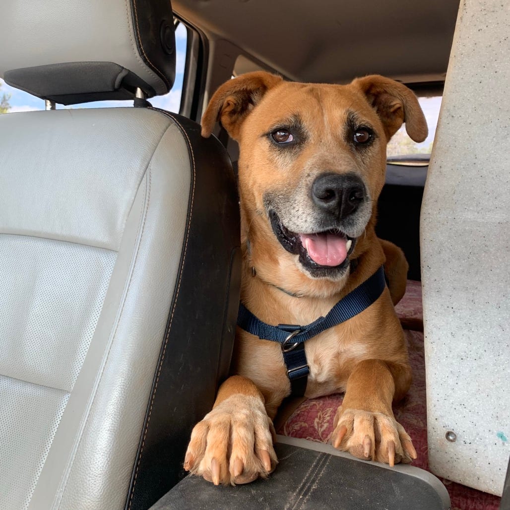 Photo of Stone, adoptable Retriever, Labrador / Mix in Kanab, Utah