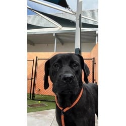 Photo of Willow, adoptable Labrador Retriever in Doral, Florida