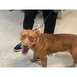 Photo of Felicity, adoptable Terrier (Unknown Type, Medium) in Doral, Florida