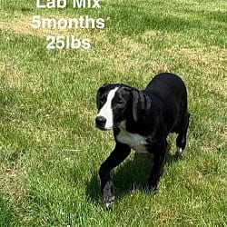 Photo of Justice, adoptable Labrador Retriever in Lebanon, Connecticut