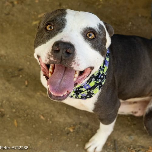 Photo of Peter, adoptable Pit Bull Terrier in Sacramento, California