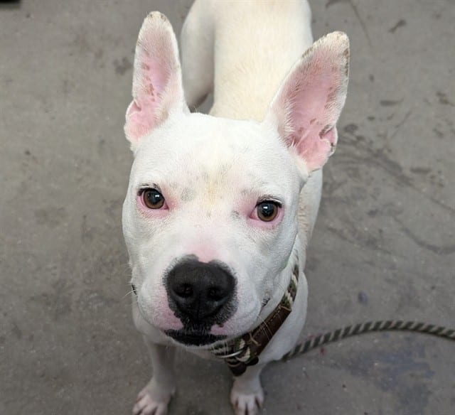 Photo of Maple, adoptable dog