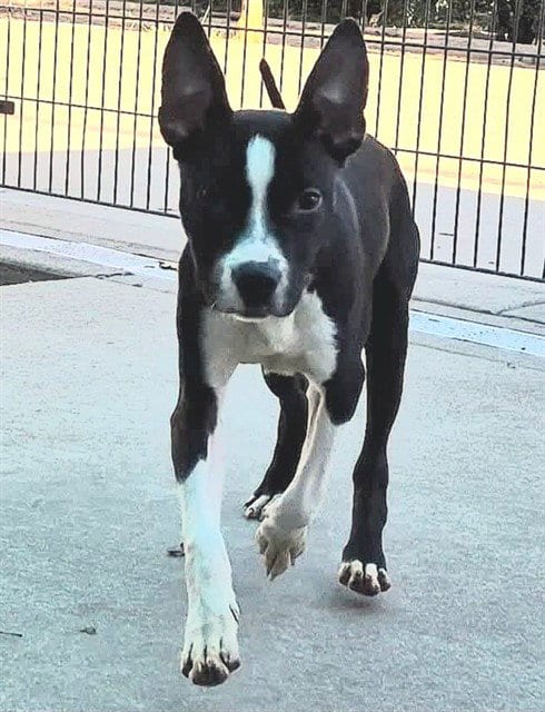 Photo of Raider, adoptable Pit Bull Terrier in Sacramento, California