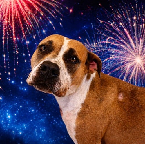 Photo of Velma, adoptable Pit Bull Terrier in Pearland, Texas