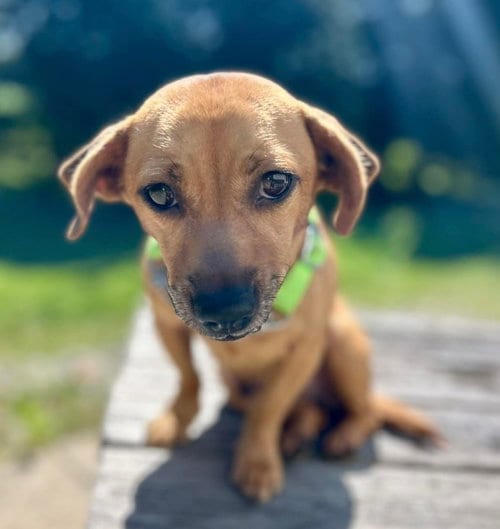 Photo of Sunshine, adoptable Chihuahua in Osgood, Indiana