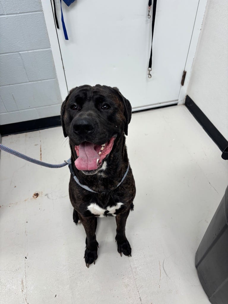 Photo of Bubby, adoptable Hound in Findlay, Ohio