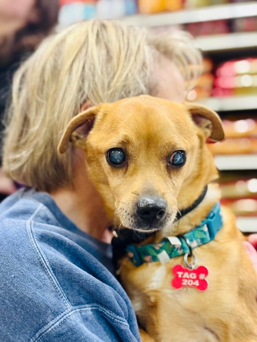 Photo of Scooby, adoptable Chihuahua in Utica, Michigan