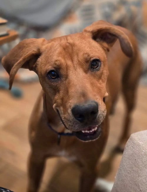 Photo of Diego, adoptable Hound in Claremore, Oklahoma