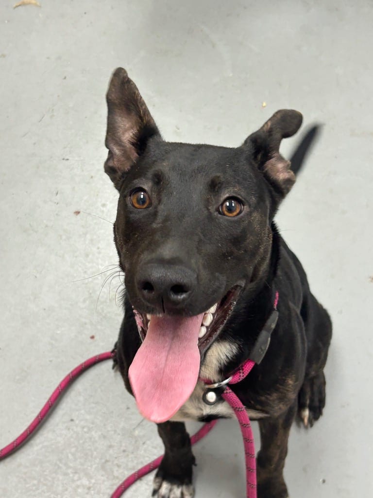 Photo of Milkyway, adoptable Shepherd in Hartsville, South Carolina