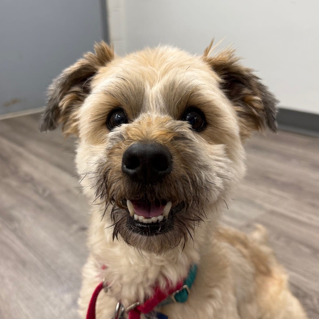 Photo of Pooh, adoptable Poodle, Miniature / Terrier, Yorkshire, Yorkie in Fairfax Station, Virginia