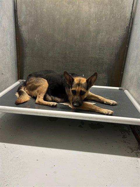 Photo of Storm, adoptable German Shepherd Dog in Conroe, Texas