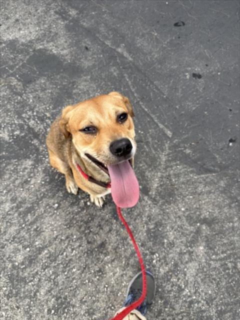 Photo of Julia, adoptable German Shepherd Dog in Los Angeles, California