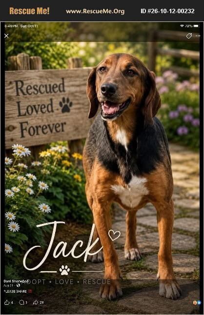 Photo of Jack, adoptable Black and Tan Coonhound in Benton, Pennsylvania