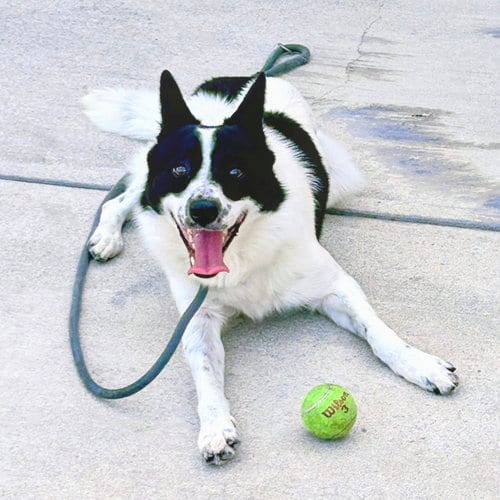 Photo of Wiley, adoptable Australian Cattle Dog/Blue Heeler in Oakland, California