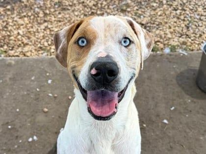 Photo of Molley, adoptable dog in Georgetown, Texas